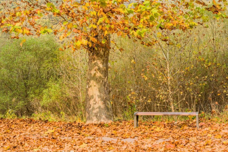 Park bench under a tree with autumn leaves scattered around, in Daejeon, South Korea, Asia