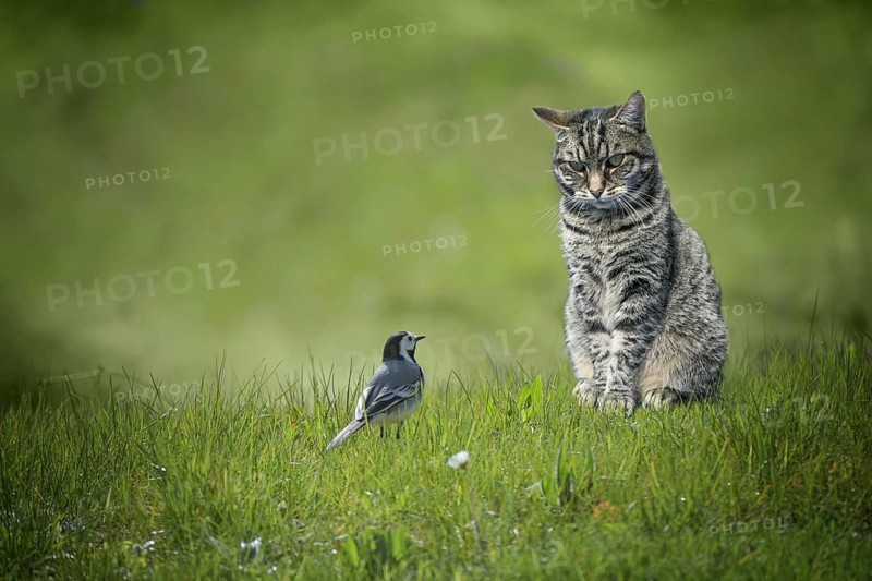 Small wagtail bird sitting in front of tabby cat in a green lawn, dangerous animal encounter or understanding among unequal enemies concept, copy space, selected focus