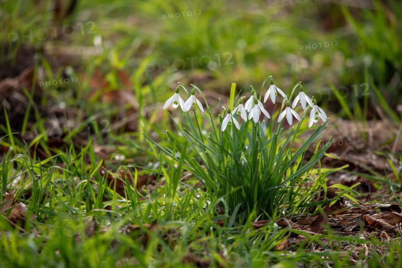 A group of snowdrops growing amidst greenery, Magdeburg, Saxony-Anhalt, Germany, Europe