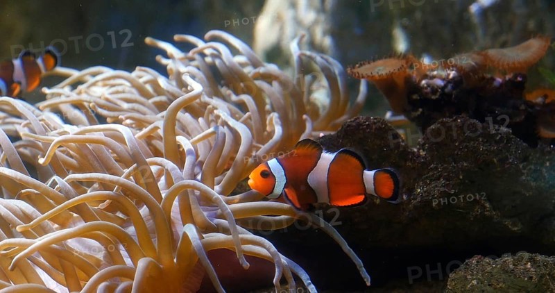 Ocellaris Clowfish (amphiprion ocellaris), standing near Anemone