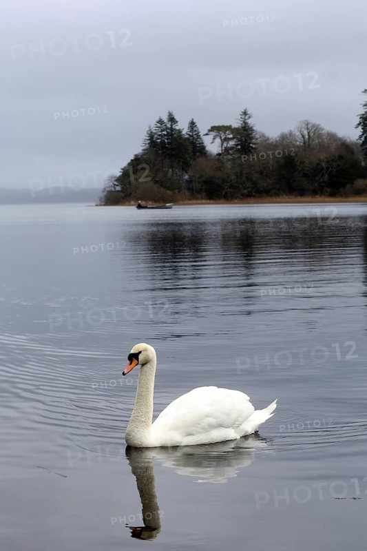 A swan swims at evening time on Lough Gill near the Wild Atlantic Way. Lough Gill, Sligo, Ireland, Europe