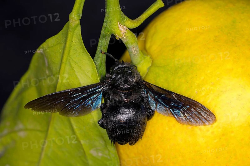 Blue carpenter bee (Xylocopa), Saranda, Albania, Europe