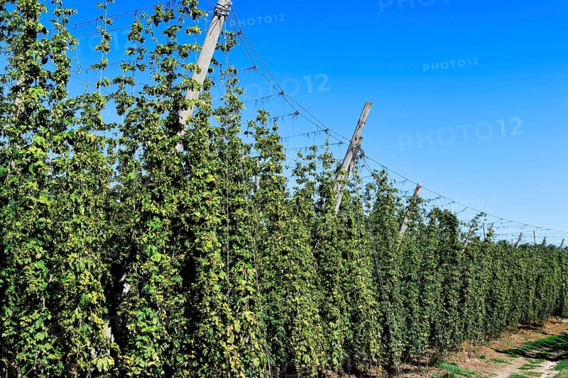 Harvest-ready hops, hop garden, hop field, hop vines, hop bines, poles, Nandlstadt, Holledau, Hallertau, Upper Bavaria, Bavaria, Germany, Europe