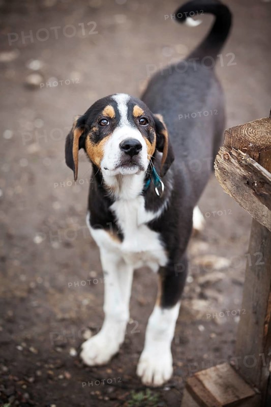 Black, yellow and white dog puppy with sad eyes in the shelter for adoption