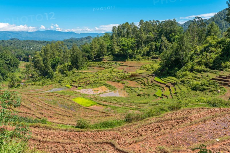 Rice terraces carved into steep mountainsides in Tana Toraja, centrally placed in the island of Sulawesi. The Torajan economy was based on agriculture, with cultivated wet rice, cassava and maize crops