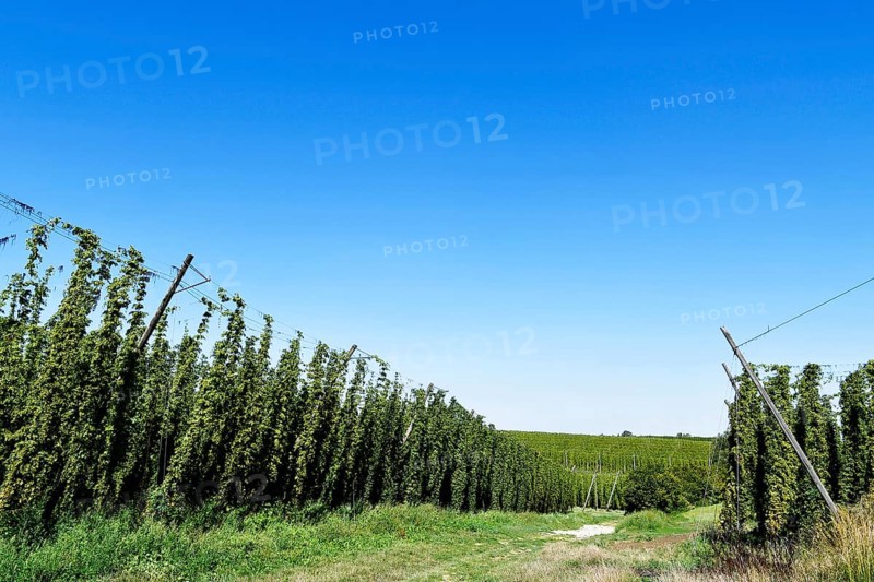 Harvested hops, hop garden, hop field, hop bines, poles, path, field, meadow, field, Elsendorf, Mainburg, Holledau, Hallertau, Upper Bavaria, Bavaria, Germany, Europe
