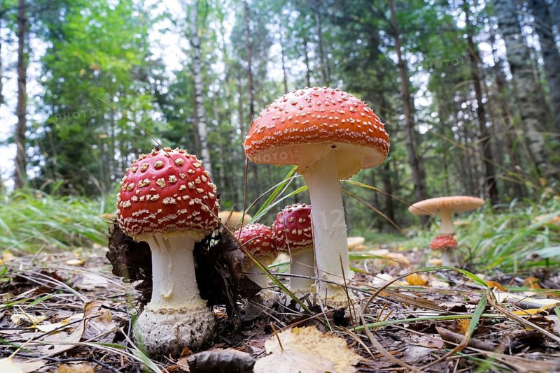 Agaric Mushrooms (Amanita muscaria), Glaskogen nature reserve, Sweden, Europe
