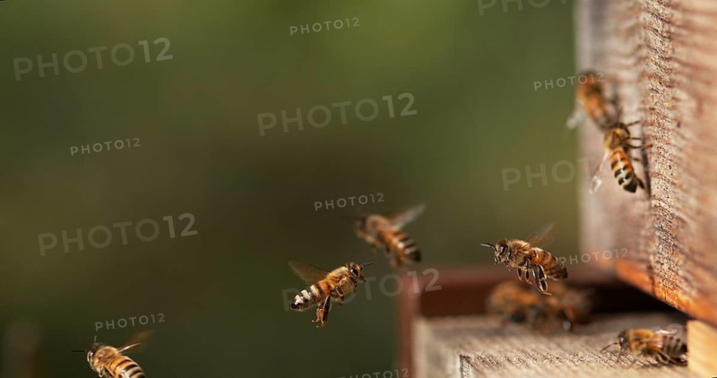 European Honey Bee (apis mellifera), Bees Going To The Hive, Insects in Flight, Return Of Boot, Bee Hive in Normandy