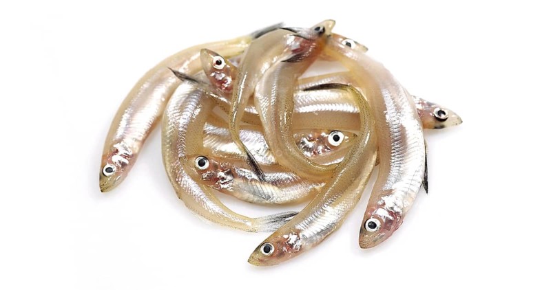 Fresh Smelts (osmerus eperlanus) against White Background
