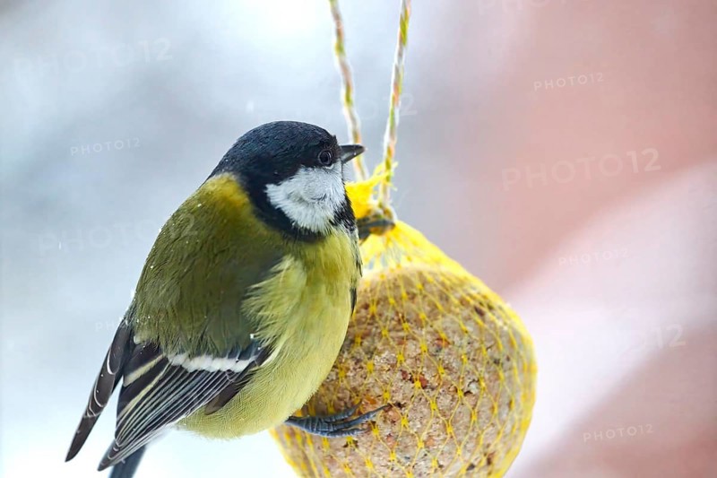Great tit (Parus major), feeding on a fat ball, bird feeding station, Wisamr, Mecklenburg-Western Pomerania, Germany, Europe