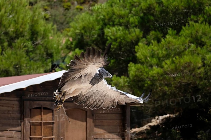 Chilean Blue Eagle at Mount Calamorro