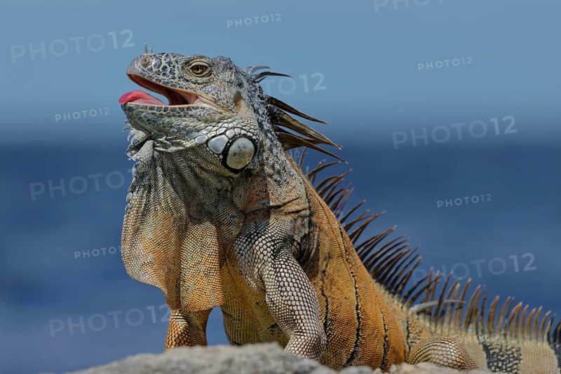 Green Iguana (Iguana iguana) Corozal district, Belize, Central America
