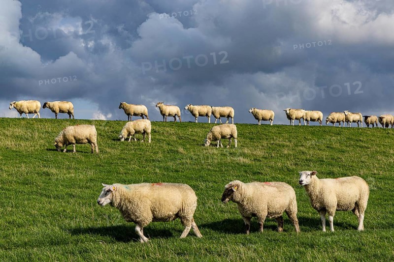 Sheep on the dyke in front of clouds, Nordstrand, Nordfriesland, Schleswig-Holstein, Germany, Europe
