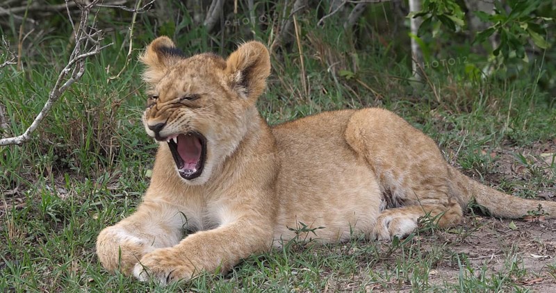 African Lion (panthera leo), cub Yawning, Masai Mara Park in Kenya