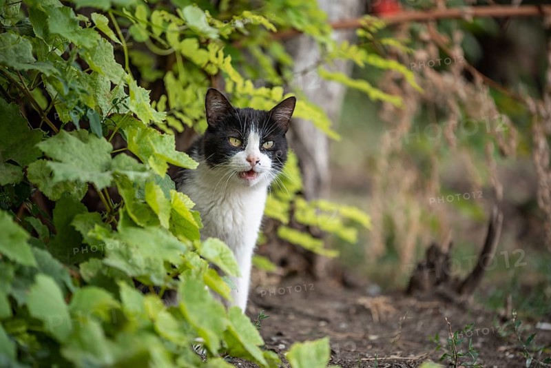 Angry black and white cat in the green bushes