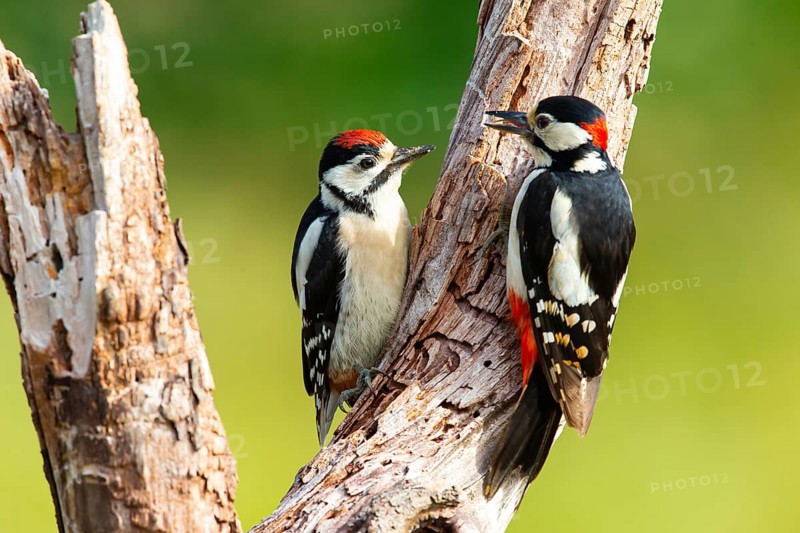 Great spotted woodpecker (Dendrocopus major) Young bird being fed by male, Germany, Europe
