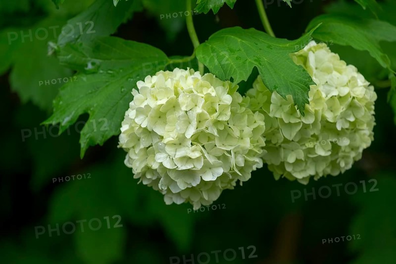 Common guelder rose (Viburnum opulus), Roseum variety