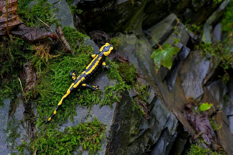 Fire salamander (Salamandra salamandra), Hesse, Germany, Europe
