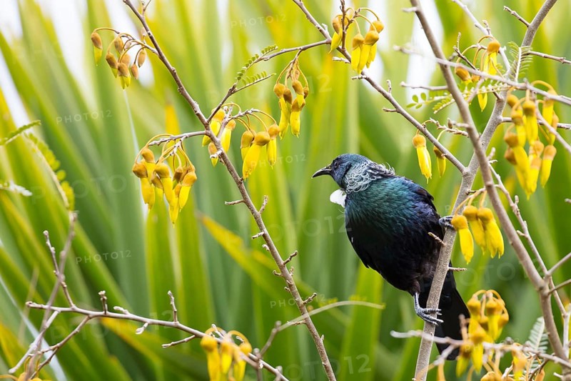 A Tui bird (Prosthemadera novaeseelandiae) feeding on Kowhai nectar in Taupo, New Zealand, Oceania