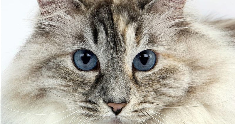 White and Seal Tabby Point Siberian Domestic Cat, Female against White Background