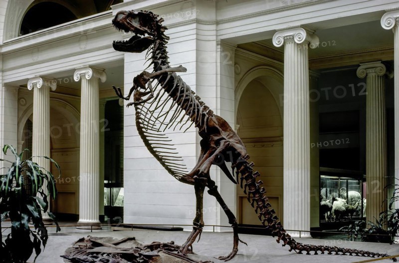 Tyrannosaurus Rex, Field Museum, Chicago