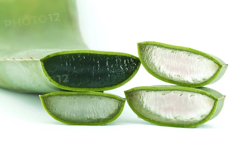 Aloe vera leaf slices isolated on white background, natural organic cosmetic ingredients for sensitive skin, alternative medicine