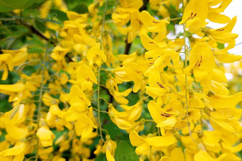 Golden rain (Laburnum anagyroides), in full bloom, Velbert, North Rhine-Westphalia, Germany, Europe