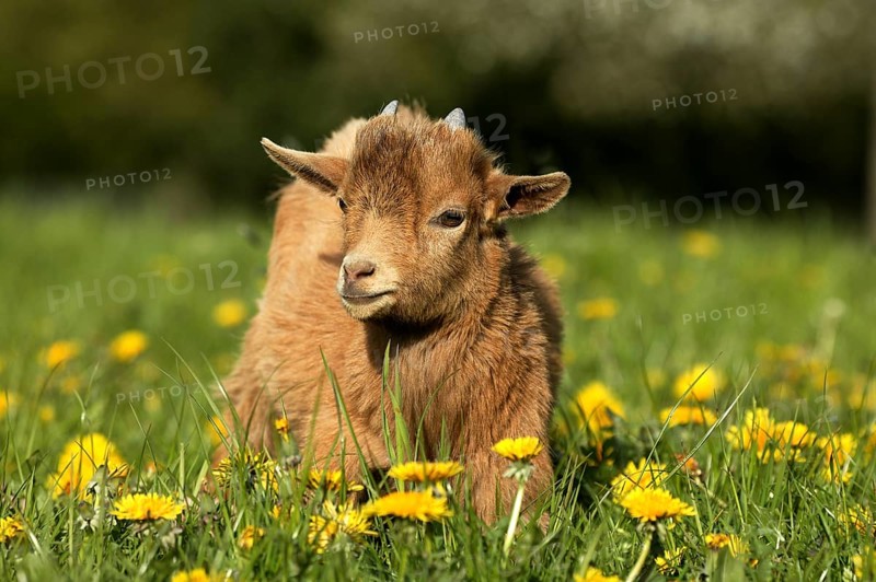 GOAT OR pygmy goat (capra hircus), 3 MONTH OLD BABY WITH FLOWERS