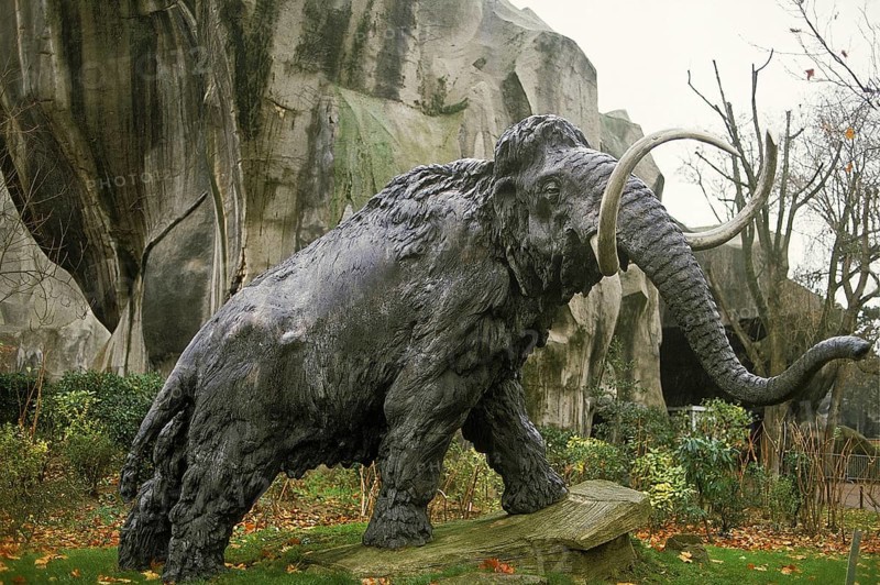 Woolly mammoth (mammuthus primigenius), Woolly mammoth Furry Mammoth, Mammoth, extinct, elephants, mammals, animals, Woolly mammoth