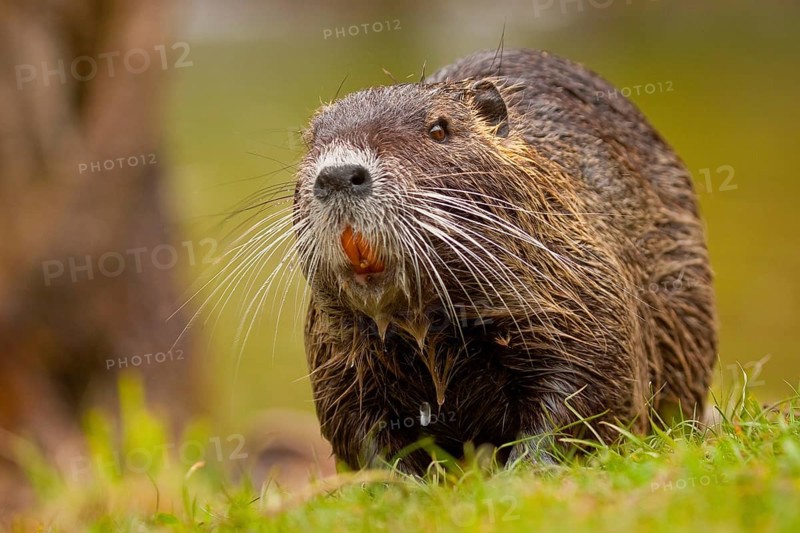 Nutria (Myocastor coypus) Hesse, Germany, Europe