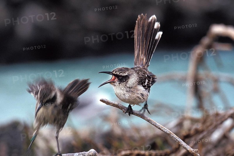 Galapagos Mockingbird (nesomimus parvulus), Adult Singing, Galapagos islands