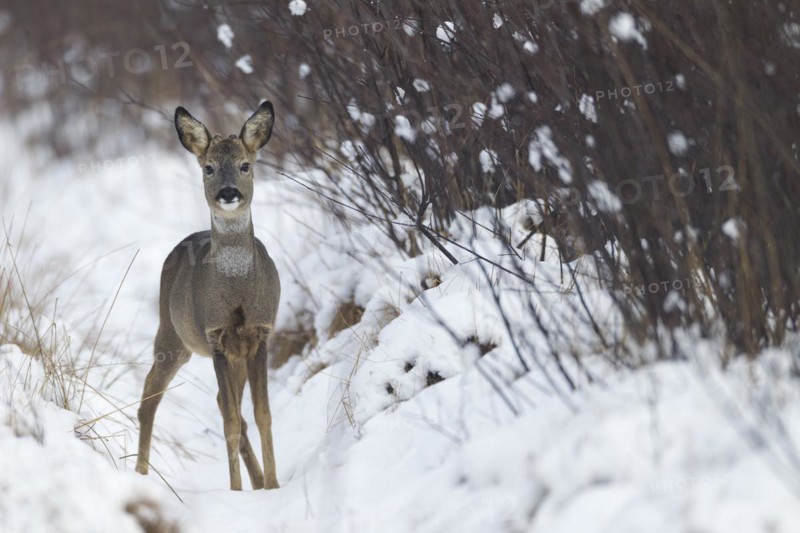 European roe deers (Capreolus capreolus) with velvet covered antler in winter on a swamp aisle (European Roe Deer) (Western Roe Deer)