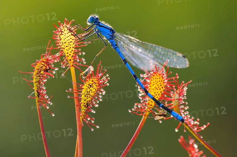 Azure damselfly (Coenagrion puella) trapped on oblong-leaved sundew (Drosera intermedia) Lower Saxony, Germany, Europe