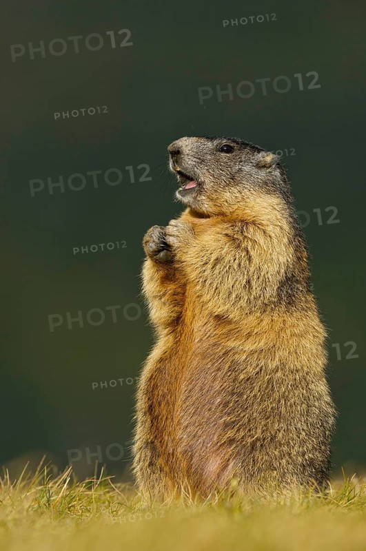 Alpine Marmot (Marmota marmota) Alpine Marmot, Hohe Tauern National Park, Heiligenblut, Austria, Europe