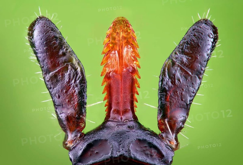 Mouth parts of a female tick (Ixodes ricinus) with stinging apparatus and opened palpi in dorsal view, highly magnified