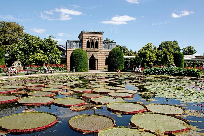 Water lily pond, former bathhouse, zoological-botanical garden Wilhelma, Stuttgart-Bad Cannstadt, Baden-Württemberg, Moorish style, Germany, Europe