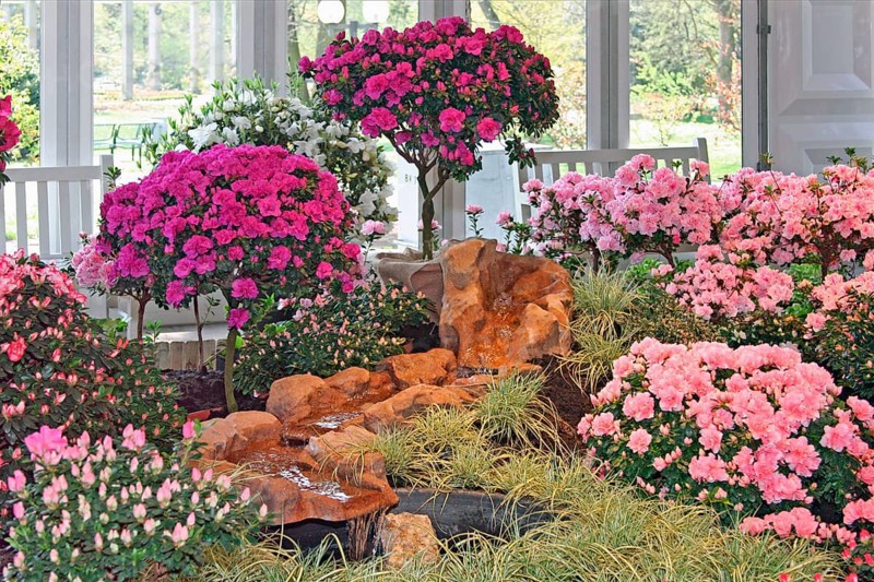 Azalea exhibition, Palmengarten, Frankfurt am Main, Hesse, Germany, Europe