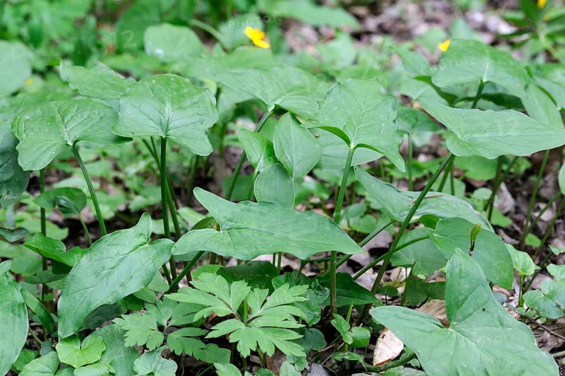 Spotted arum, Germany, Europe