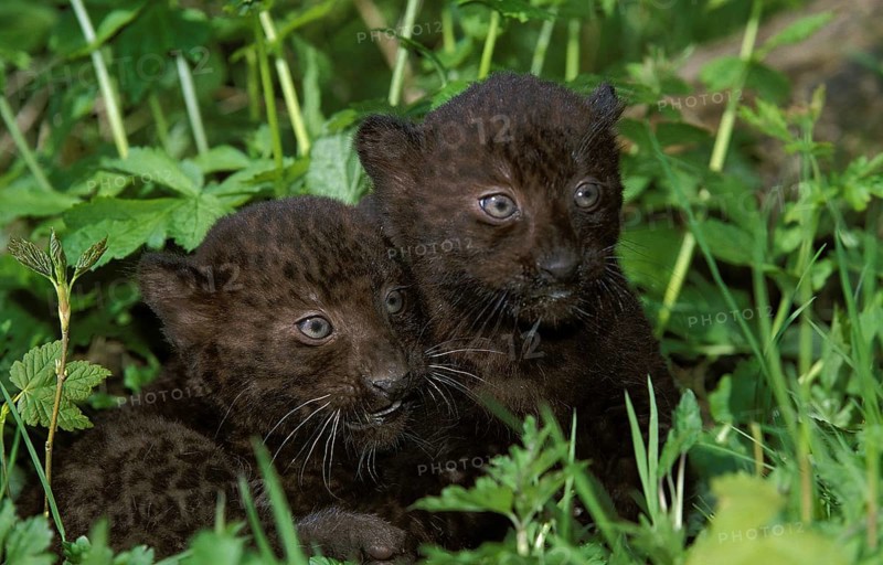 Black Panther (panthera pardus), Cub laying on Grass