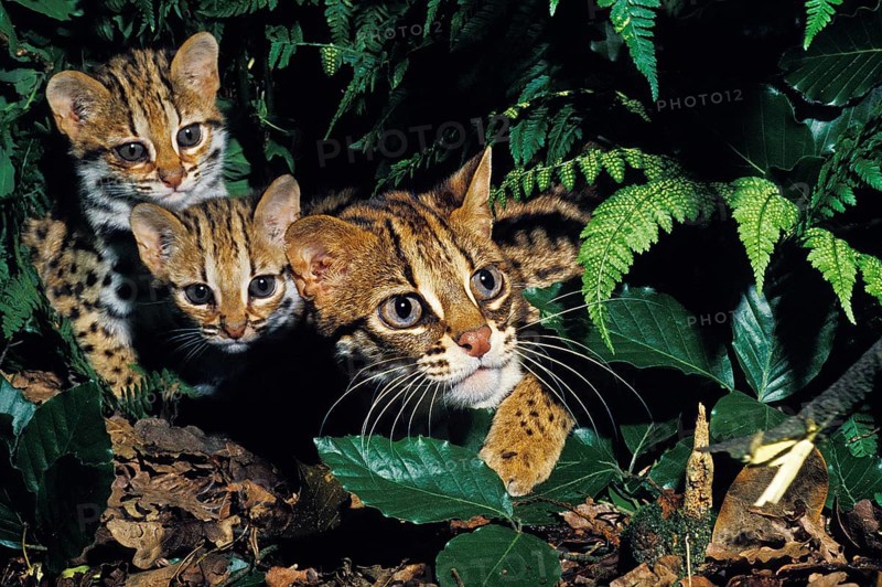 Leopard Cat (prionailurus bengalensis), Female with Cub