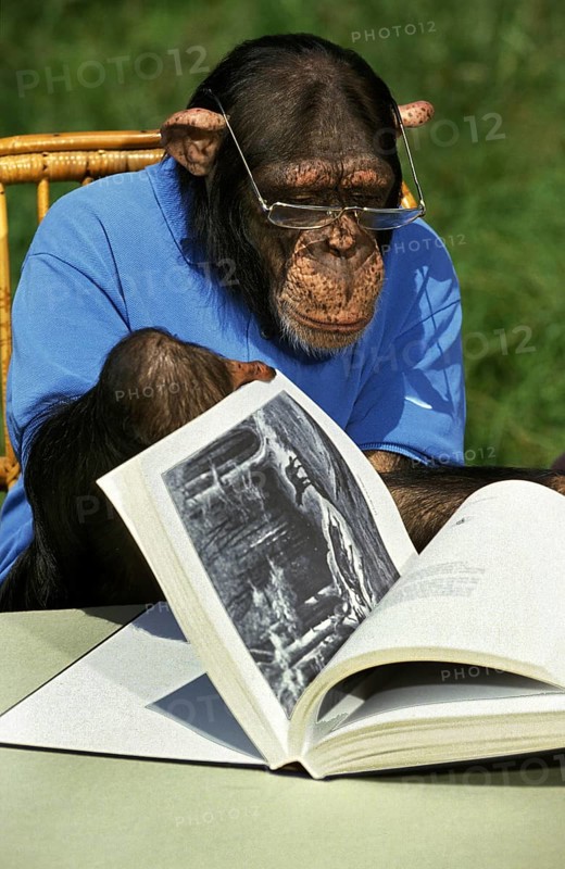 Common chimpanzee (pan troglodytes), dressed and trained to act like humans, reading a book
