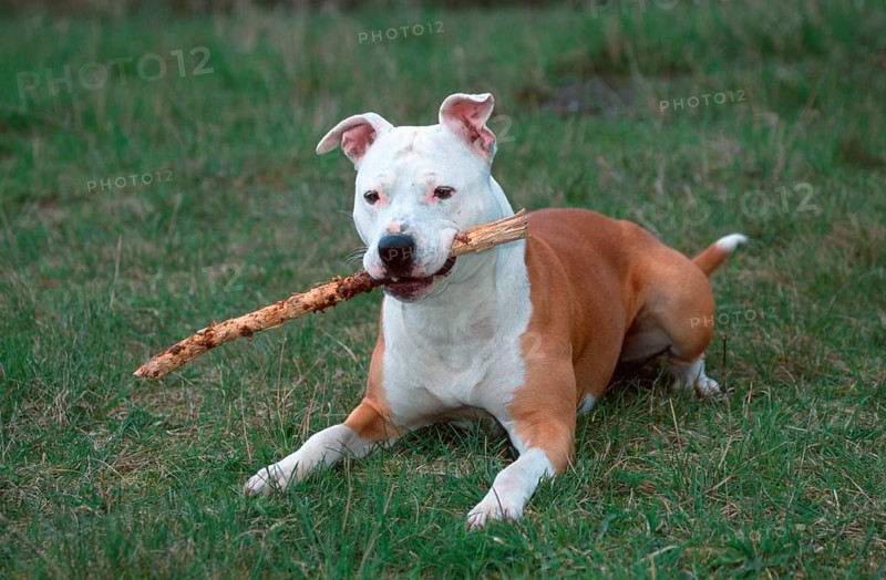 American Staffordshire Terrier, Pit Bull, plays with stick