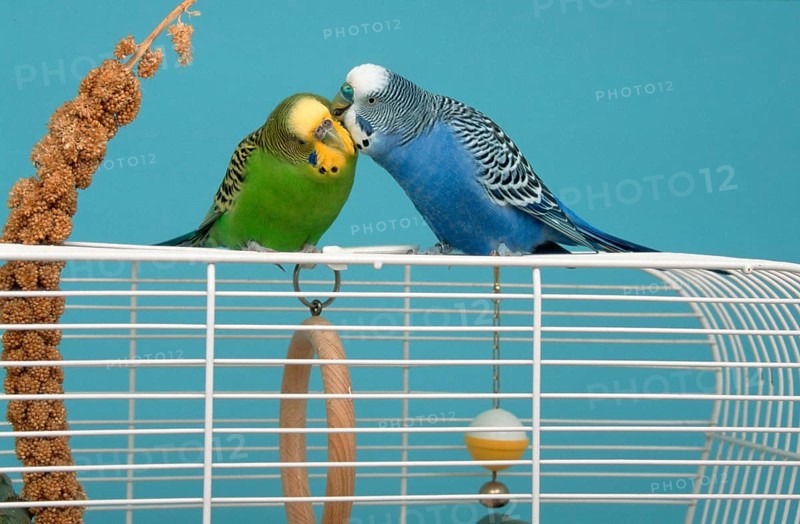 Budgerigars (Melopsittacus undulatus), pair on cage, male grooming female, Budgie
