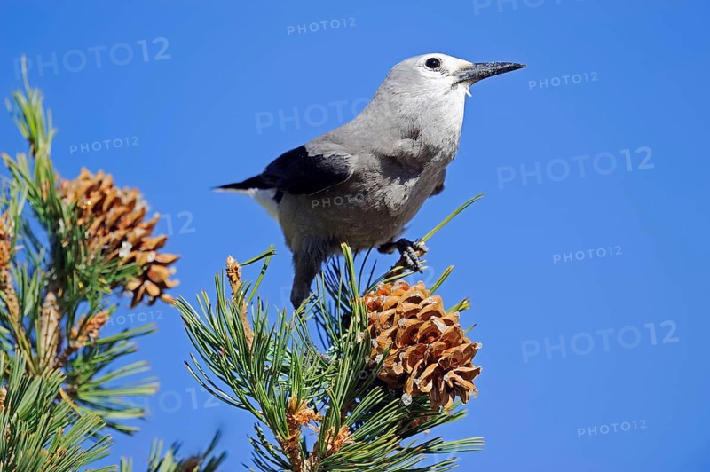 Clark's nutcracker (Nucifraga columbiana), Yellowstone National Park, Wyoming, USA, North America