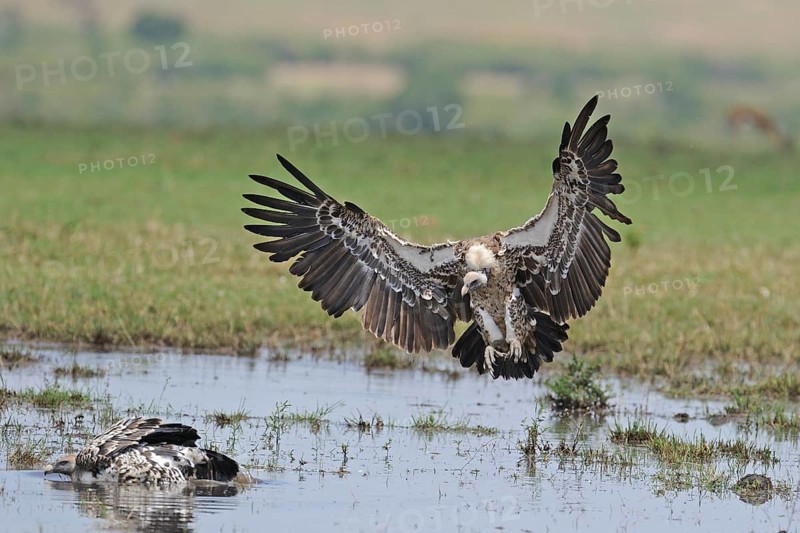 Sparrowhawk lands at bathing site (Gyps rueppelli), Maasai Mara Game Reserve, Kenya, Africa