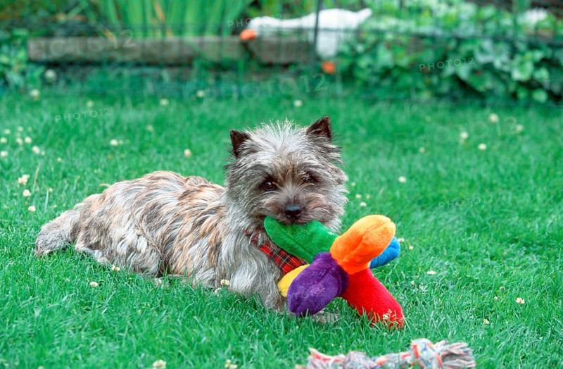 Cairn Terrier with toy, brindle