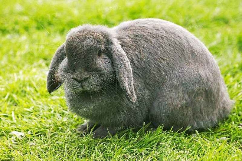 French hanging-eared rabbit, adult on grass