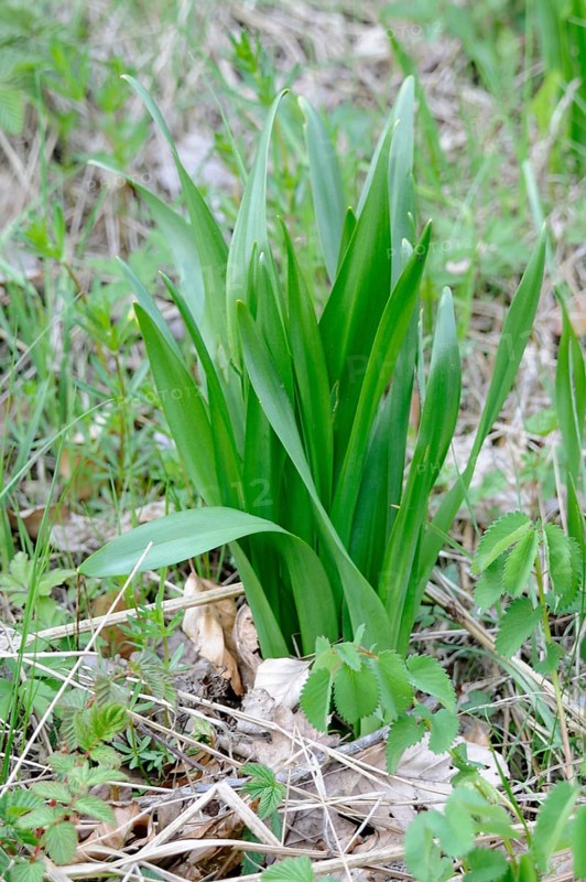 Colchium autumnale