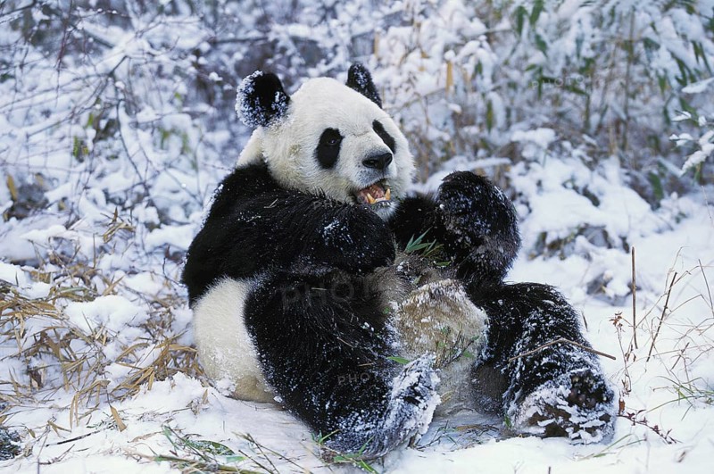 Giant Panda (ailuropoda melanoleuca), Adult on Snow, Wolong Reserve in China