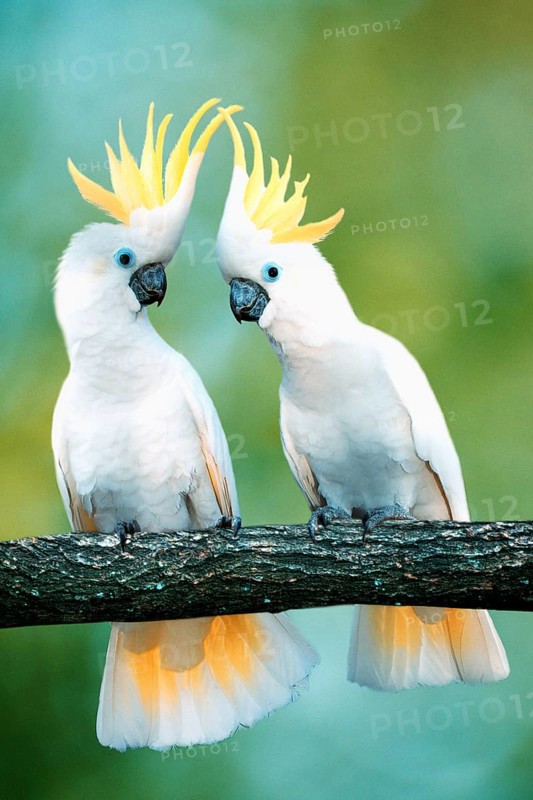Triton Cockatoos (Cacatua galerita triton), Great Sulphur-crested Cockatoo